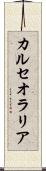 カルセオラリア Scroll