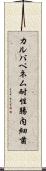 カルバペネム耐性腸内細菌 Scroll