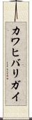 カワヒバリガイ Scroll