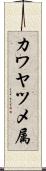 カワヤツメ属 Scroll