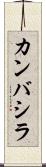 カンバシラ Scroll