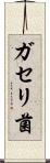 ガセリ菌 Scroll