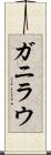 ガニラウ Scroll