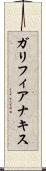 ガリフィアナキス Scroll