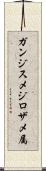 ガンジスメジロザメ属 Scroll