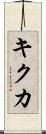 キクカ Scroll