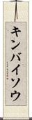 キンバイソウ Scroll