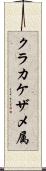 クラカケザメ属 Scroll