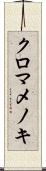 クロマメノキ Scroll