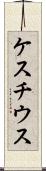 ケスチウス Scroll