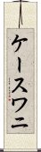 ケースワニ Scroll