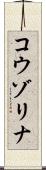 コウゾリナ Scroll