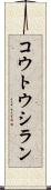 コウトウシラン Scroll