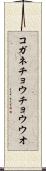 コガネチョウチョウウオ Scroll