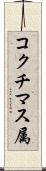 コクチマス属 Scroll