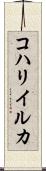 コハリイルカ Scroll
