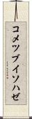 コメツブイソハゼ Scroll
