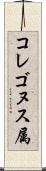 コレゴヌス属 Scroll