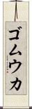 ゴムウカ Scroll