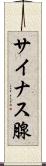 サイナス腺 Scroll