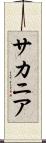 サカニア Scroll