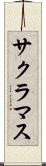 サクラマス Scroll