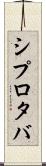 シプロタバ Scroll