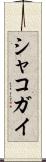 シャコガイ Scroll