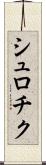 シュロチク Scroll