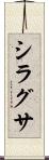 シラグサ Scroll