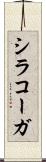 シラコーガ Scroll