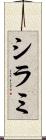 シラミ Scroll