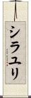 シラユリ Scroll