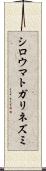 シロウマトガリネズミ Scroll