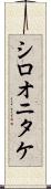 シロオニタケ Scroll