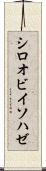 シロオビイソハゼ Scroll