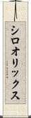 シロオリックス Scroll
