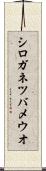 シロガネツバメウオ Scroll