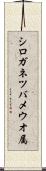 シロガネツバメウオ属 Scroll
