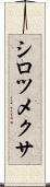 シロツメクサ Scroll