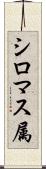 シロマス属 Scroll