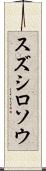 スズシロソウ Scroll