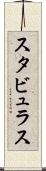 スタビュラス Scroll
