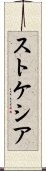 ストケシア Scroll