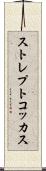 ストレプトコッカス Scroll