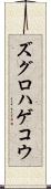ズグロハゲコウ Scroll