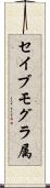 セイブモグラ属 Scroll