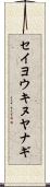 セイヨウキヌヤナギ Scroll