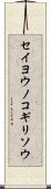 セイヨウノコギリソウ Scroll