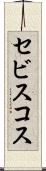 セビスコス Scroll